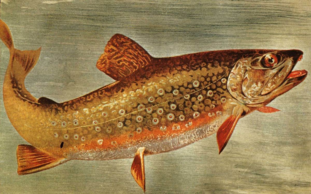 5d_BrookTrout_rosemoles_5d.jpg