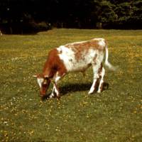 5b_BrindedCalf_5b.jpg