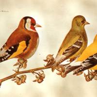 Finches Wings