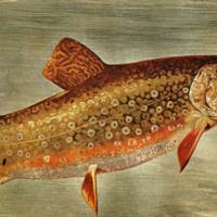 Brook Trout- "rose-moles all in stipple"